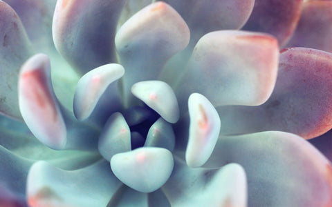 Succulent Fine Art Photography - april bern art & photography