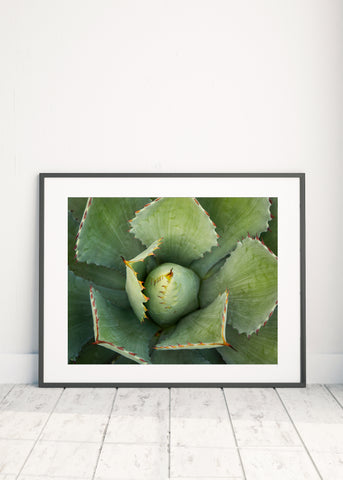 Printable Wall Art - Agave Instant Download - april bern photography