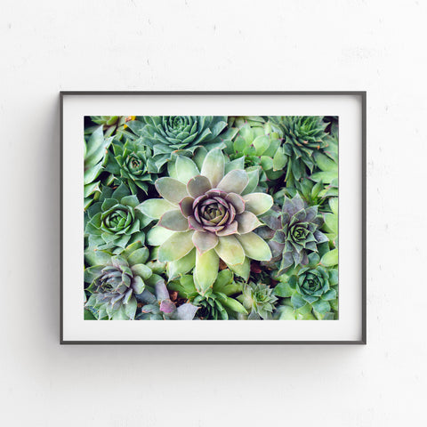 Printable Art - Succulent Garden Instant Download - april bern photography