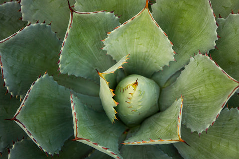 Printable Wall Art - Agave Instant Download - april bern photography