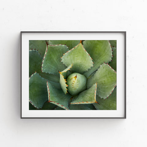 Printable Wall Art - Agave Instant Download - april bern photography