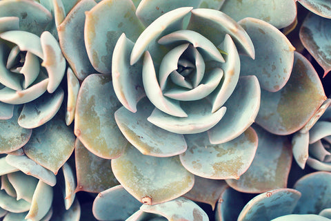 Printable Art - Succulent Instant Download - april bern photography