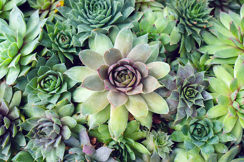 Printable Art - Succulent Garden Instant Download - april bern photography