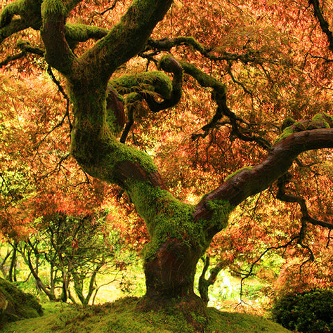 Oregon Japanese Garden- Fall Tree Photo