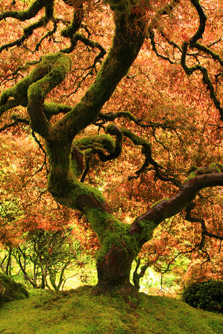 Oregon Japanese Garden- Fall Tree Photo - april bern art & photography