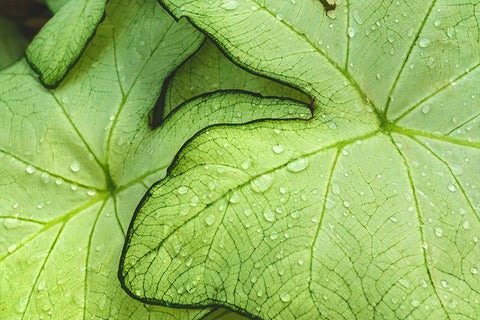 Tropical Leaves Printable Art - april bern photography