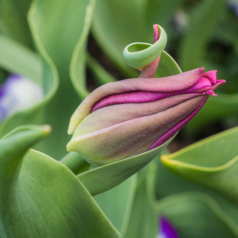 Tulip Fine Art Photography - Botanical Art - april bern art & photography