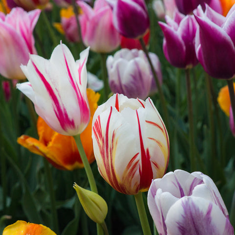 Tulips Photography, Pink Tulip Art