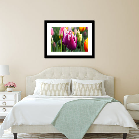 Tulip Fine Art Photography, Spring Floral Home Decor - april bern art & photography