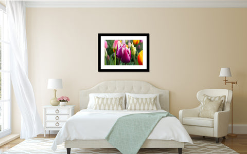 Tulip Fine Art Photography, Spring Floral Home Decor - april bern art & photography