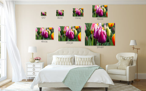 Tulip Fine Art Photography, Spring Floral Home Decor - april bern art & photography