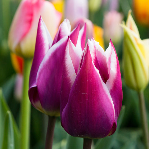 Tulip Fine Art Photography, Spring Floral Home Decor