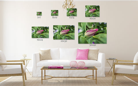 Tulip Fine Art Photography - Botanical Art - april bern art & photography