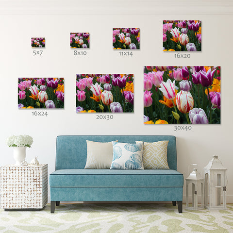 Tulips Photography, Pink Tulip Art - april bern art & photography