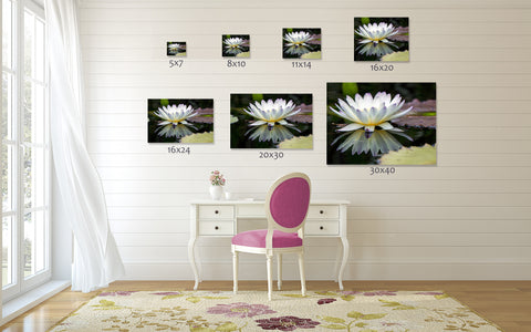 Water Lily Fine Art Print - april bern art & photography
