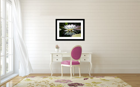 Water Lily Fine Art Print - april bern art & photography