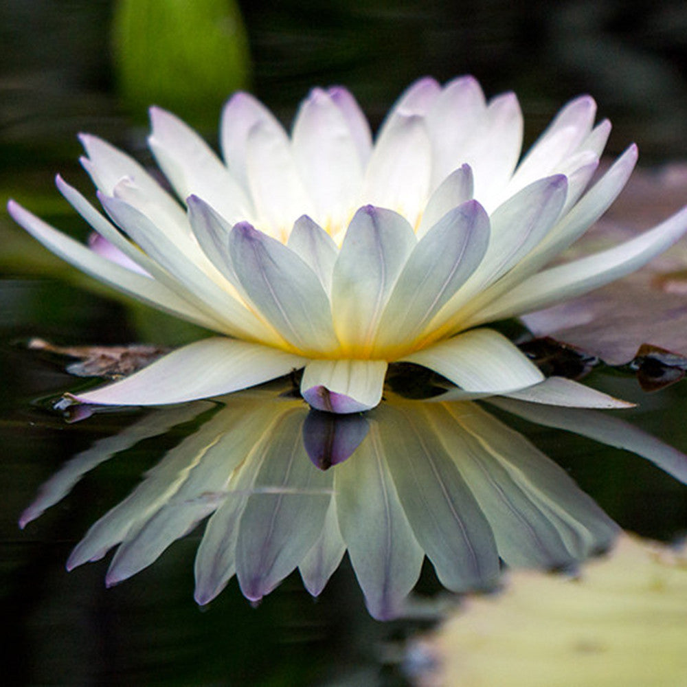 Water Lily Fine Art Print - april bern art & photography