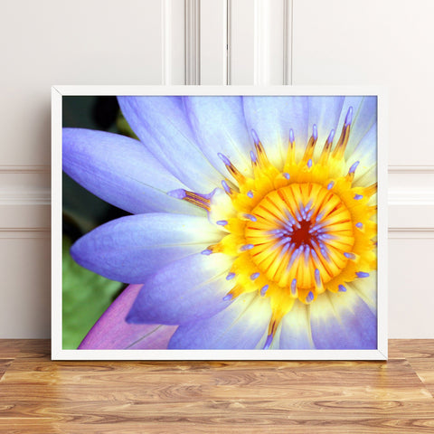 Purple Water Lily Fine Art Print - april bern photography