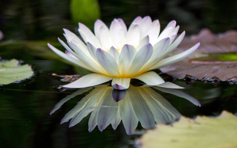 Water Lily Fine Art Print - april bern art & photography