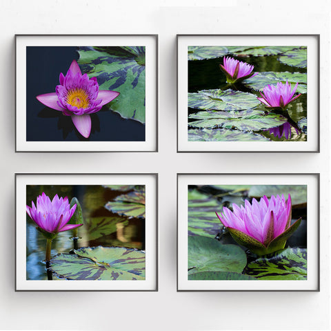 Waterlily Garden -  Set of 4 Waterlily Art Prints - april bern photography