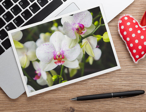 White Orchid Photo Notecard, Orchid Stationary - april bern art & photography