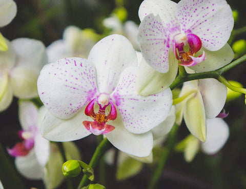 White Orchid Photo Notecard, Orchid Stationary - april bern art & photography