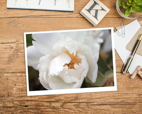 White Peony Photo Notecard, Floral Stationary - april bern art & photography
