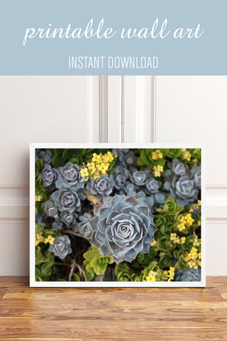 Digital Download - Succulent Garden - april bern art & photography