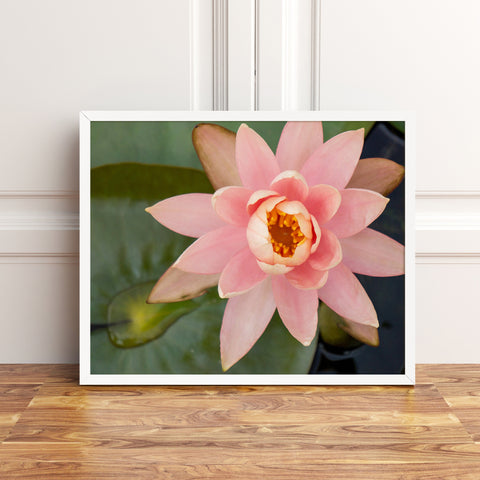 Waterlily Fine Art Photography - april bern art & photography