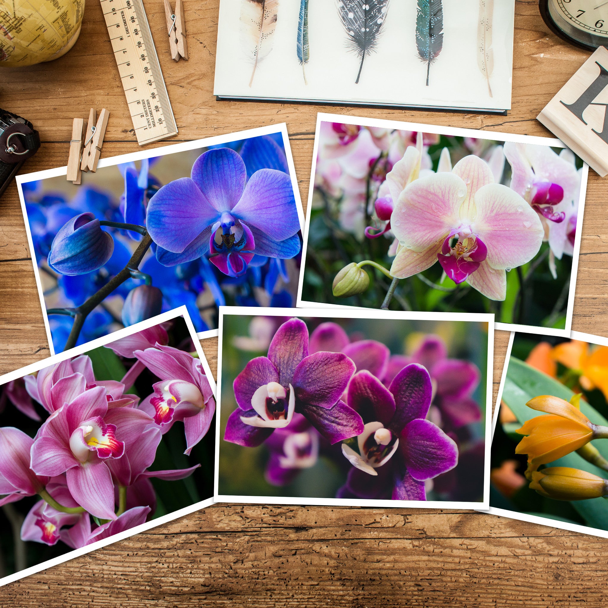 Assorted Orchid Notecards-Set of 5 Any Occasion Orchid Greeting Cards –  april bern art & photography