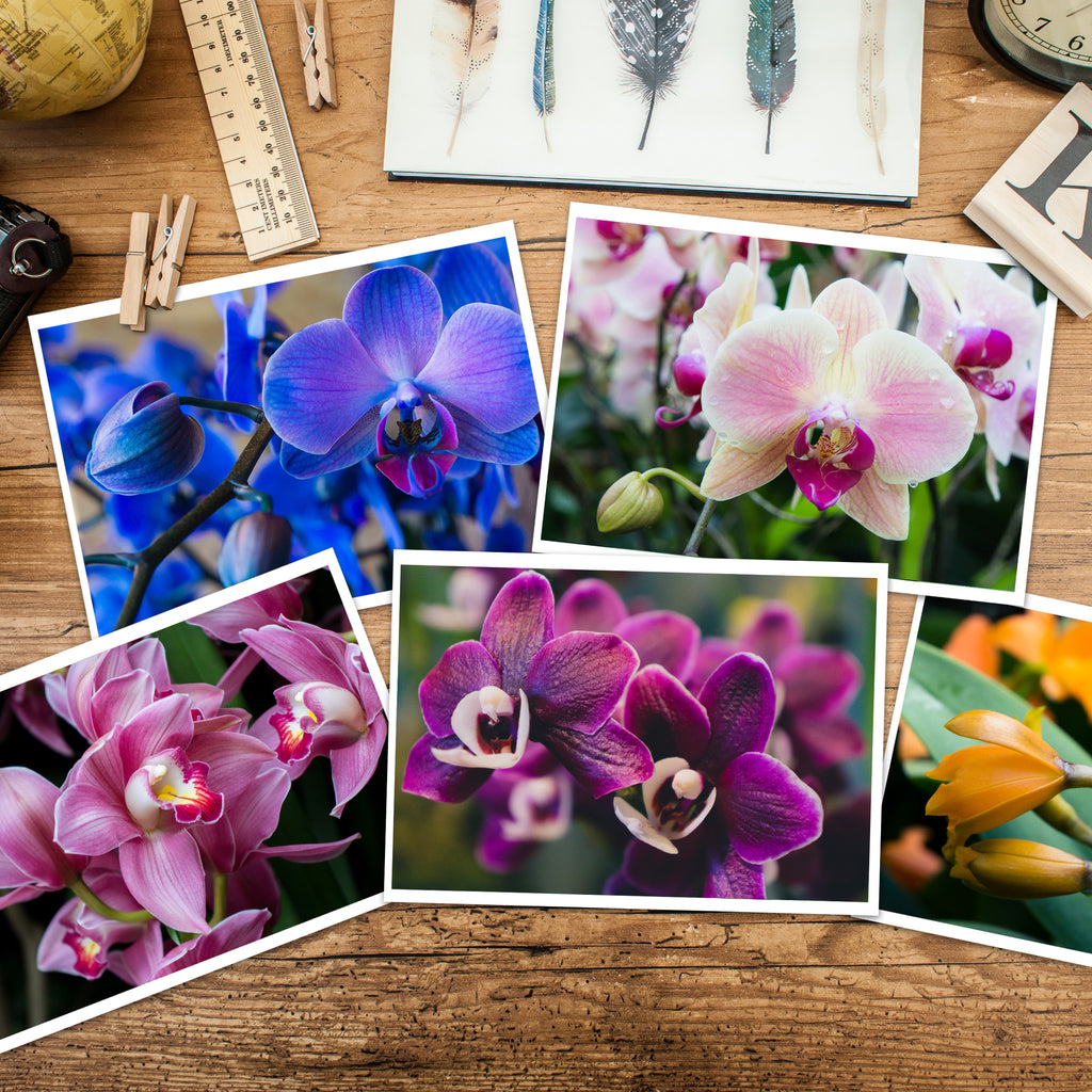 Assorted Orchid Notecards-Set of 5 Any Occasion Orchid Greeting Cards - april bern art & photography