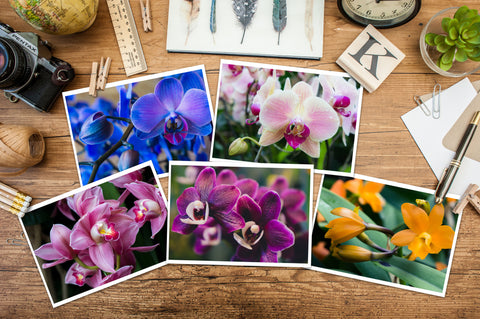Assorted Orchid Notecards-Set of 5 Any Occasion Orchid Greeting Cards - april bern art & photography