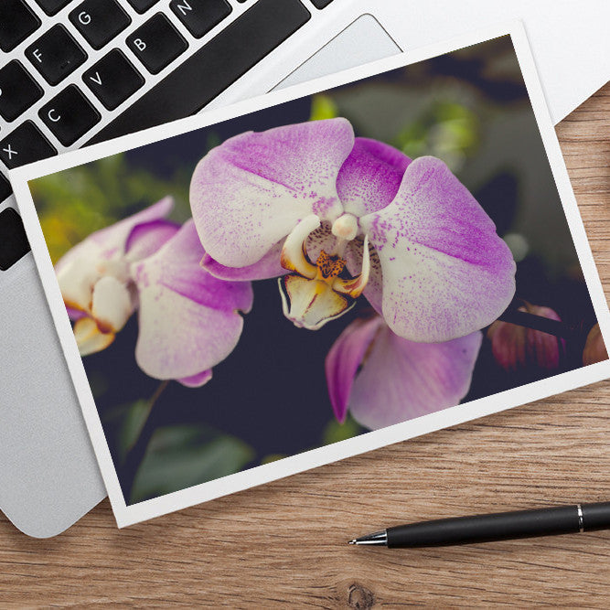 Orchid Stationary, Blank Greeting Card - april bern art & photography