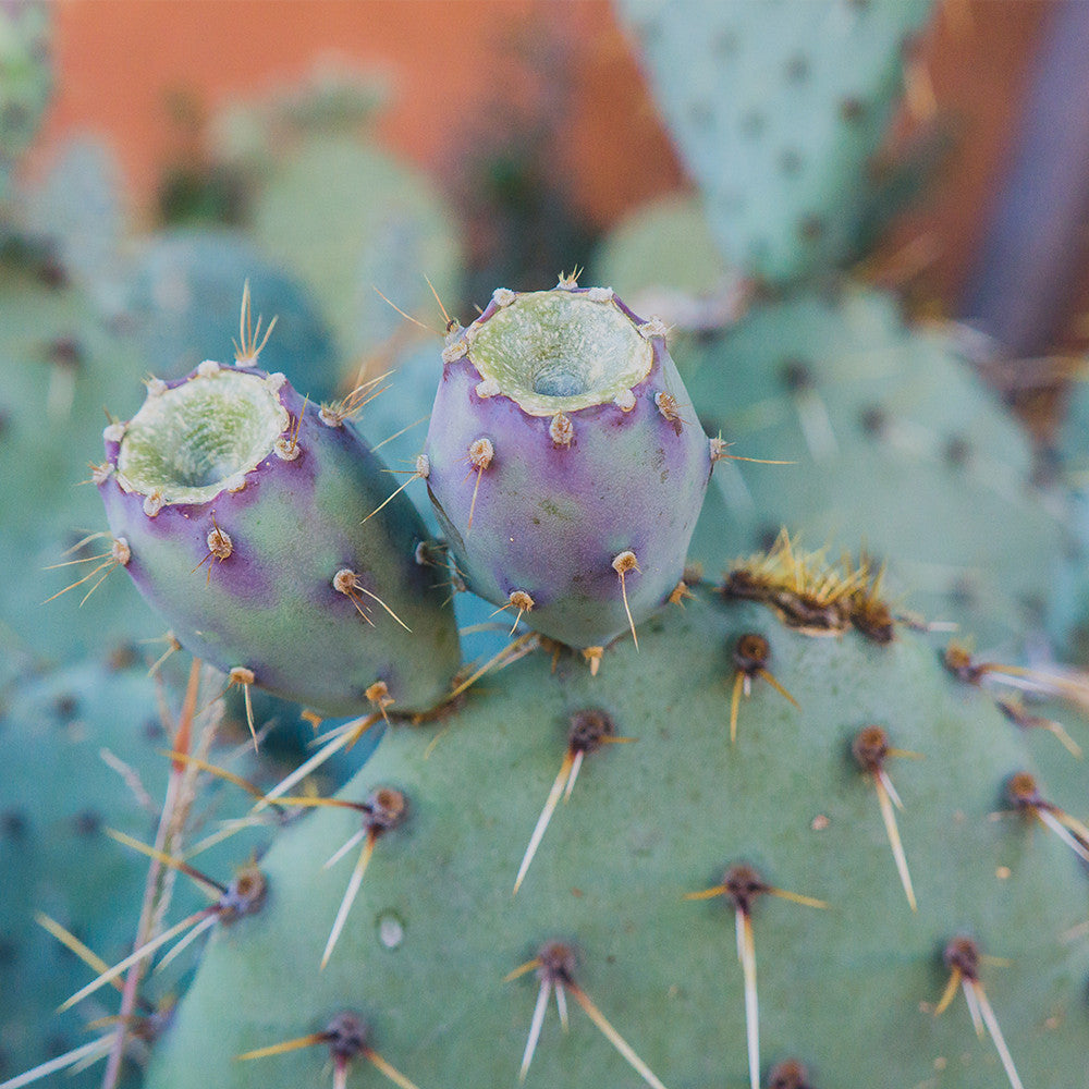 prickly pear cactus in desert Santa Fe Prickly Pear Cactus