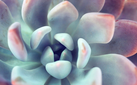 Succulent Gallery Wrapped Canvas - Ready to Hang Succulent Art - april bern art & photography