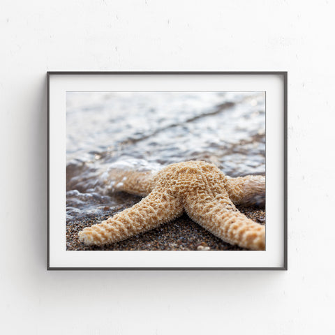 Printable Wall Art - Starfish Digital Print - april bern photography