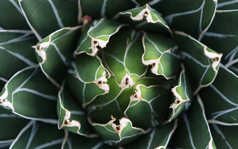 Agave Print, Queen Victoria Agave - april bern art & photography