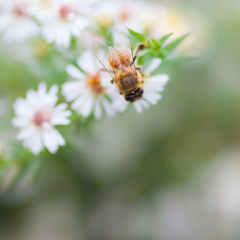 Honey Bee Fine Art Print, Summer Garden Photography