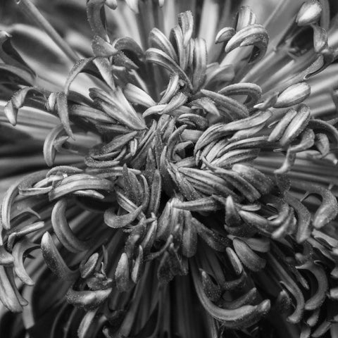 Black & White Botanical Print