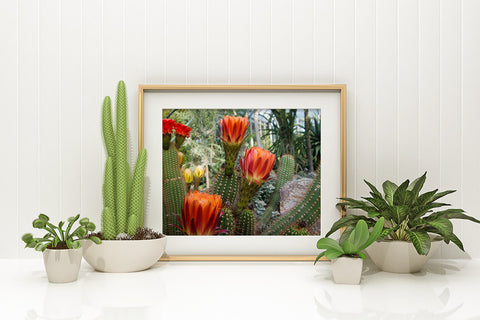 Flowering Cactus Garden Art Print - Desert Art - april bern art & photography