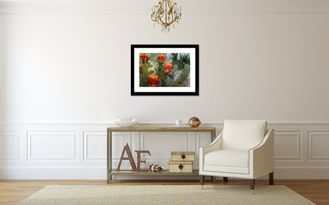 Flowering Cactus Garden Art Print - Desert Art - april bern art & photography
