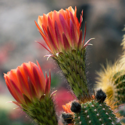 Flowering Cactus Photo, Cactus Photography