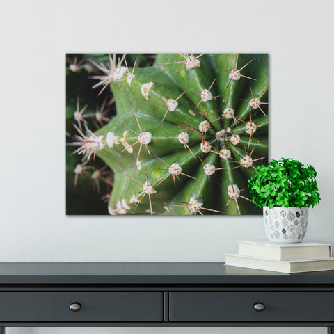 Cactus Wall Art - Ready To Hang Gallery Wrap Canvas Print