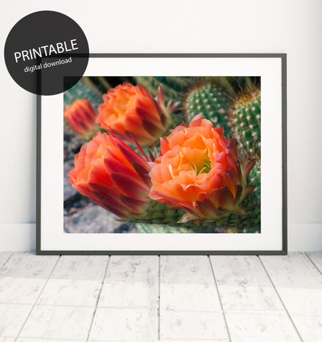Printable Wall Art - Cactus Flower Instant Download