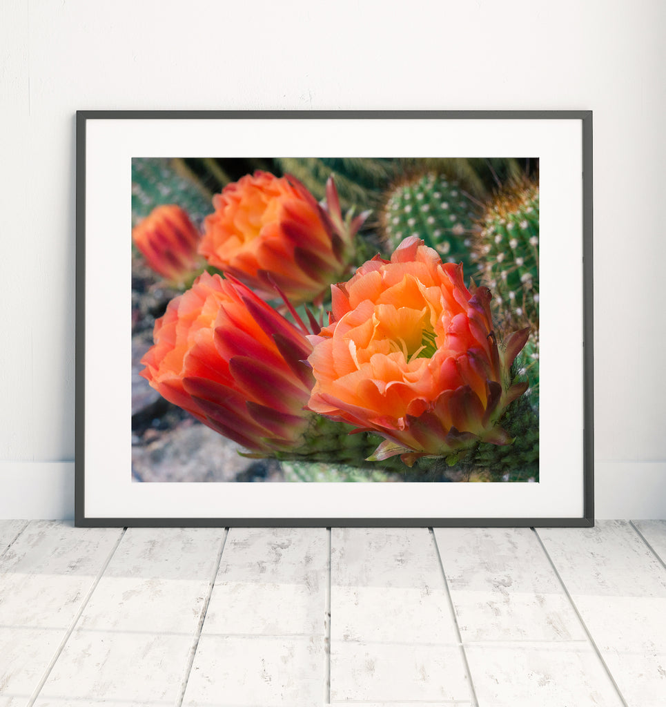 Printable Wall Art - Cactus Flower Instant Download – april bern art & photography printable-wall-art-cactus-flower-instant-download-april-bern-art-photography