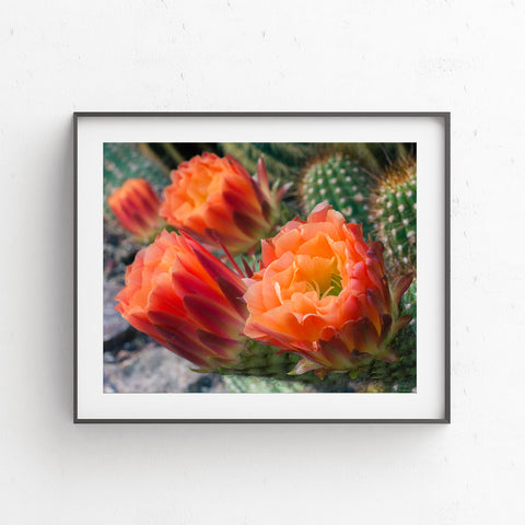Printable Wall Art - Cactus Flower Instant Download