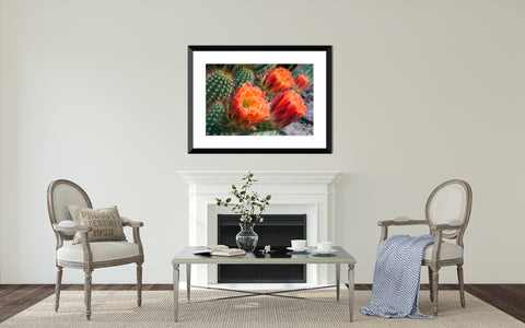 Flowering Cactus Fine Art Photo Print - april bern photography
