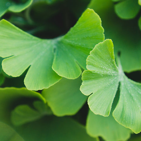 Ginko Leaves Botanical Art - april bern art & photography