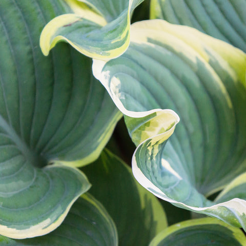 Hosta Leaves Fine Art Photography, Abstract Leaf Photo