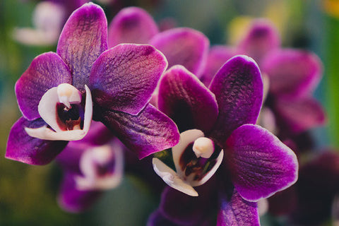 Orchid Fine Art Photography - april bern art & photography